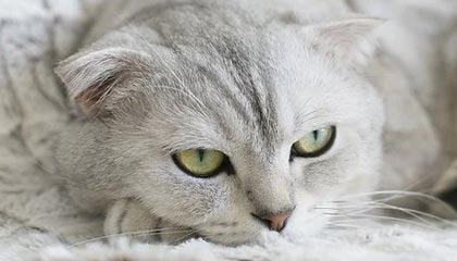 华体会团队-击败布莱顿后现场枪迷高唱：该相信我们了，我们要夺冠了